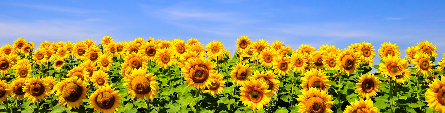 Sunflower field, bright blue sky and vibrant young sunflowers